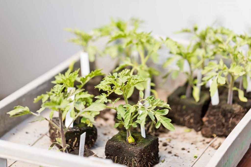 Tomatenpflanzen vom Biohof Hopf